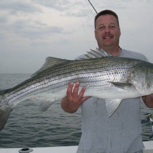 stripers online|Striped Bass Fishing Forums Forum.